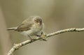 A pretty Chiffchaff, Phylloscopus collybita, perching on a branch of a tree in spring. Royalty Free Stock Photo