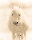 Pretty Chubby Pony Royalty Free Stock Photo