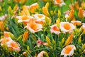 Pretty citron daylily flowers growing in the green field