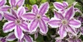 Pretty Clematis Flowers