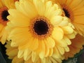 Pretty Close Up Bright Yellow Gerbera Flowers Bouquet Royalty Free Stock Photo