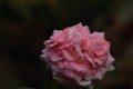 Pretty close up rose flower picture