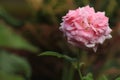 Pretty close up rose flower picture