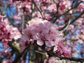 Pretty Closeup Pink Cherry Blossom Flowers Blooming In Spring