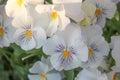 Pretty white and purple pansies