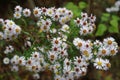 Pretty cluster of daisies in a garden