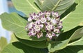 Pretty Cluster of Flowering Giant Milkweed Blossoms