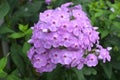 Pretty Cluster of Pink Phlox Flowers in Bloom