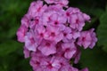 Pretty Cluster of Pink Phlox Flowers Blooming in a Garden
