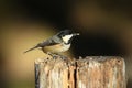 A pretty Coal Tit Periparus ater feeding on a wooden tree stump in the Abernathy forest in the highlands of Scotland.