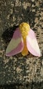 Pretty colored moth. Showing its yellow, pink and whites