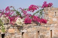Pretty Colorful Bougainvillea on stone wall backdrop Royalty Free Stock Photo