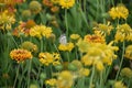 Pretty colorful flowers in full spring bloom with butterfly