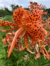 Pretty Colorful Orange Tiger Lily Flower in July in Summer Royalty Free Stock Photo
