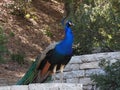 Pretty Colorful Peacock Standing Tall Royalty Free Stock Photo