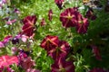 Pretty colorful petunia flowers. Bright blooming plants in sunny day. Balcony greening Royalty Free Stock Photo