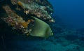 pretty and colourful koran angelfish swimming by with the coral reef and blue waters of watamu marine park, kenya, in the Royalty Free Stock Photo