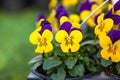 Pretty colourful violet and yellow flowers of garden pansy seedlings Viola tricolor in small pots on sale in garden centre