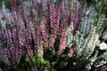 The pretty colours of heather, erica, in the autumn garden Royalty Free Stock Photo