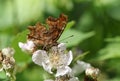 A Comma Butterfly, Polygonia c-album, nectaring on a blackberry flower.