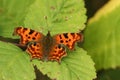 A pretty Comma Butterfly, Polygonia c-album, perched on a bramble leaf. Royalty Free Stock Photo