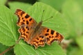 A pretty Comma Butterfly, Polygonia c-album, perched on a bramble leaf with wingspreads. Royalty Free Stock Photo