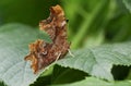 A stunning Comma Butterfly Polygonia c-album perching on a leaf. Royalty Free Stock Photo