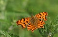 A stunning Comma Butterfly Polygonia c-album perching on a leaf. Royalty Free Stock Photo