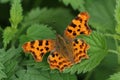 A pretty Comma Butterfly, Polygonia c-album, resting on a stinging nettle plant. Royalty Free Stock Photo