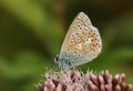 A pretty Common Blue Butterfly, Polyommatus icarus, nectaring on a pink flower.