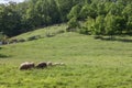 Selective blur on a flock and herd of white sheeps, with short wool, standing and eating in the grass land of a pasture Royalty Free Stock Photo