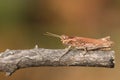 A pretty Common Field Grasshopper, Chorthippus brunneus, perching on a twig in a meadow.