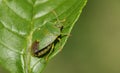 A Common Green Shieldbug, Palomena prasina, perching on a leaf.