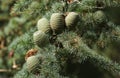 Cones growing on a branch of a Cedar Tree Cedrus libani Cedar of Lebanon or Lebanon Cedar in the UK. Royalty Free Stock Photo