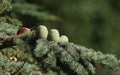 Cones growing on a branch of a Cedar Tree Cedrus libani Cedar of Lebanon or Lebanon Cedar in the UK.