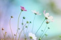 Pretty cosmos flower and soft background