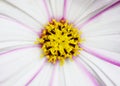 Pretty cosmos flower with white petals and pink stripes