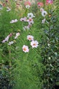 Pretty cosmos flowers