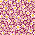 Pretty Country Daisy Flower Surface Pattern Royalty Free Stock Photo