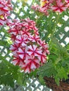 Pretty country verbena flowers growing in basket