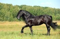 Beautiful cowgirl bareback ride her horse in woods glade. Equine, people