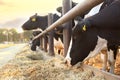 Pretty cow eating hay on farm, closeup. Animal husbandry Royalty Free Stock Photo