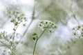 Pretty cow parsley in springtime, with a shallow depth of field