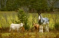 Pretty cows and horse in a Quebec field in the Canadian fall Royalty Free Stock Photo