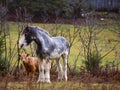 Pretty cows and horse in a Quebec field in the Canadian fall Royalty Free Stock Photo