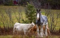 Pretty cows and horse in a Quebec field in the Canadian fall Royalty Free Stock Photo