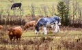 Pretty cows and horse in a Quebec field in the Canadian fall Royalty Free Stock Photo