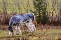 Pretty cows and horse in a Quebec field in the Canadian fall Royalty Free Stock Photo