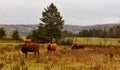 Pretty cows in a Quebec field in the Canadian fall Royalty Free Stock Photo