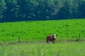 Pretty cows in farma